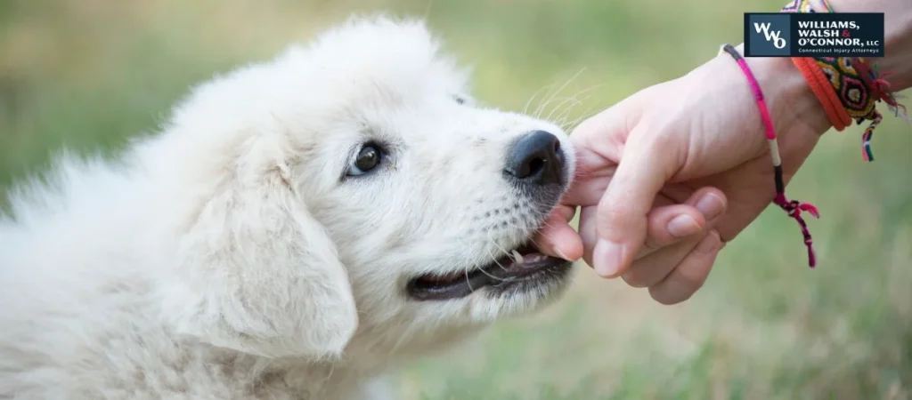 Connecticut Dog Bite Laws: Owner Liability Explained-image