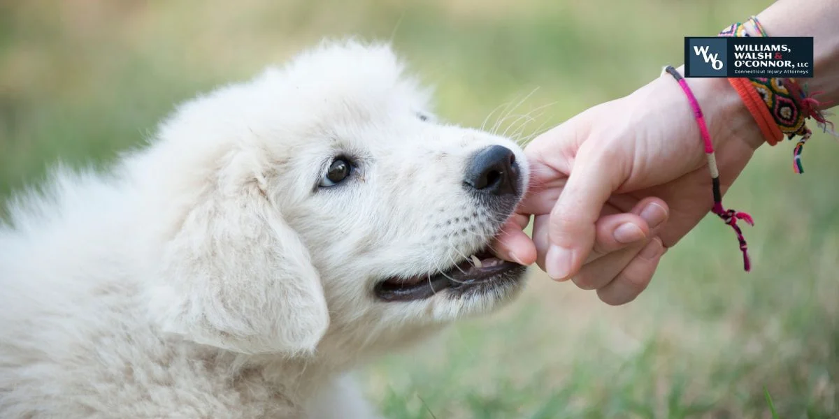 Connecticut Dog Bite Laws: Owner Liability Explained
